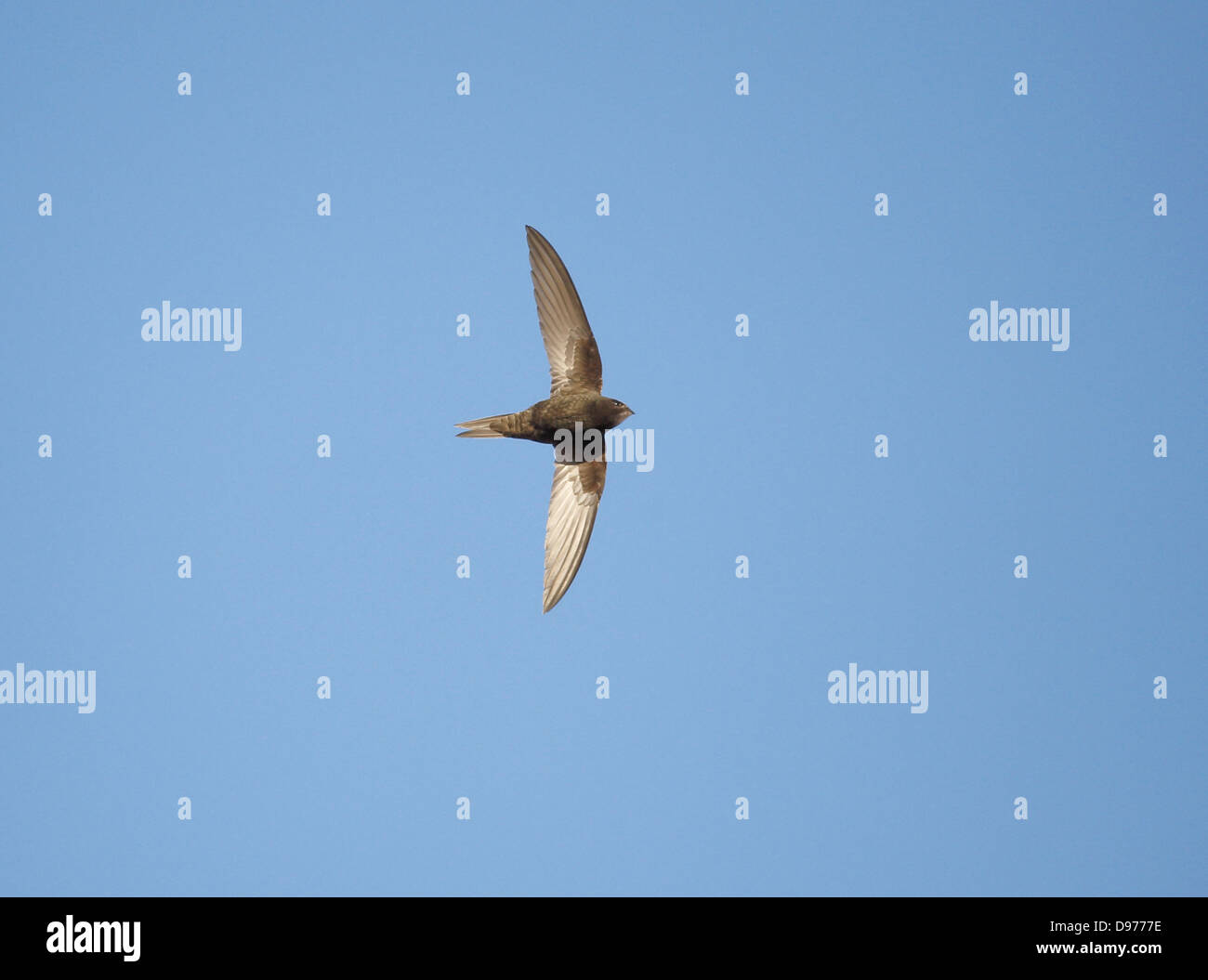 Common Swift Apus apus in flight June evening Stock Photo - Alamy