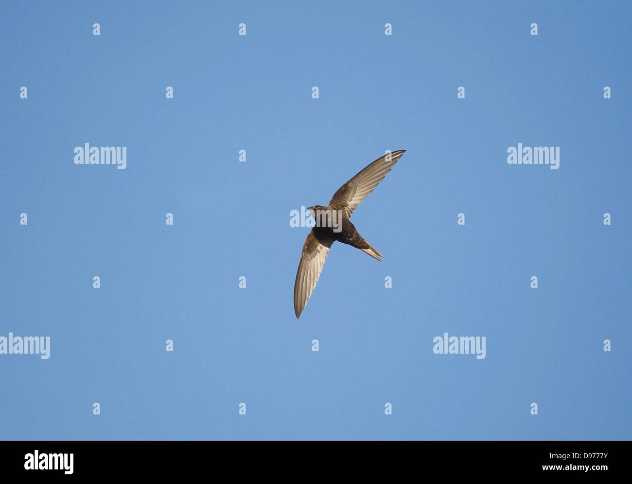 Common Swift Apus apus in flight June evening Stock Photo - Alamy