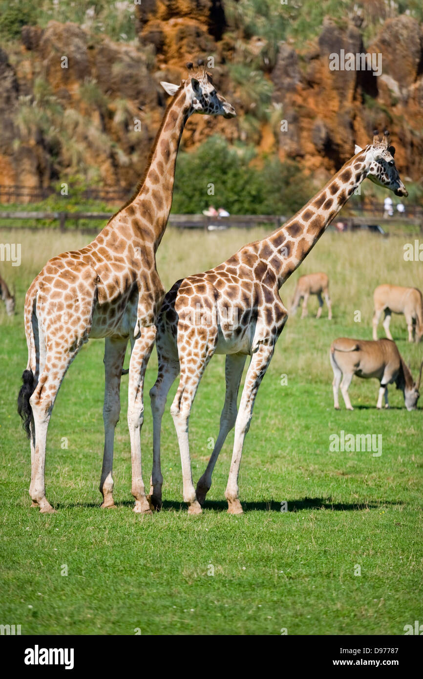 giraffe (Giraffa camelopardalis). Couple Stock Photo