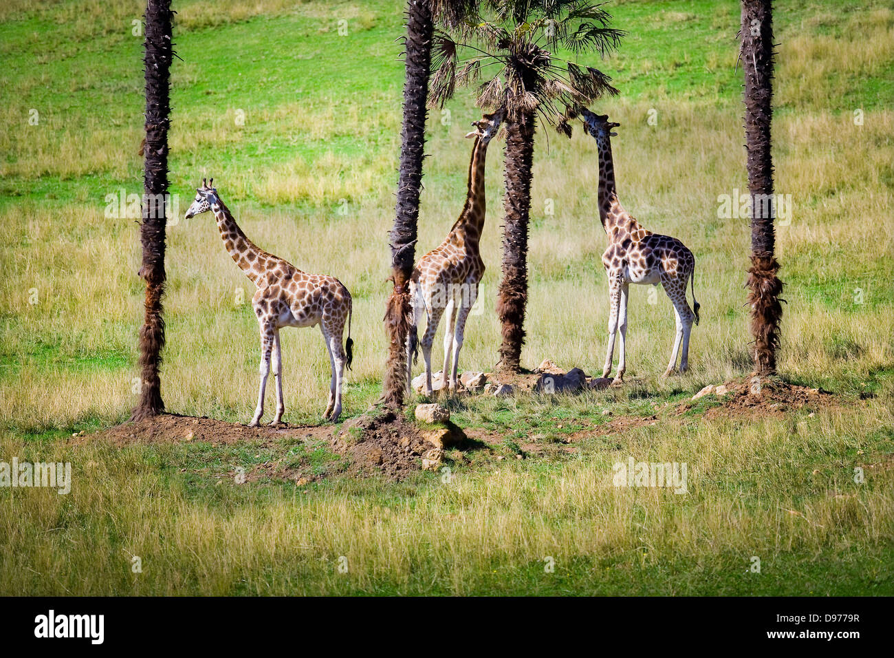 giraffe (Giraffa camelopardalis). Stock Photo
