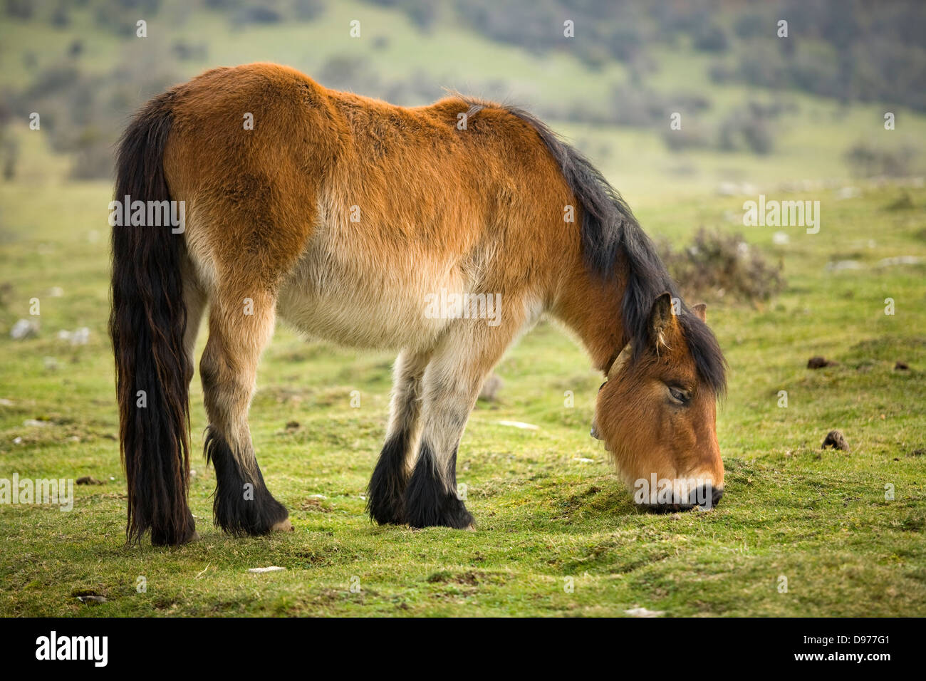 pottok breed horse (Equus caballus). Stock Photo