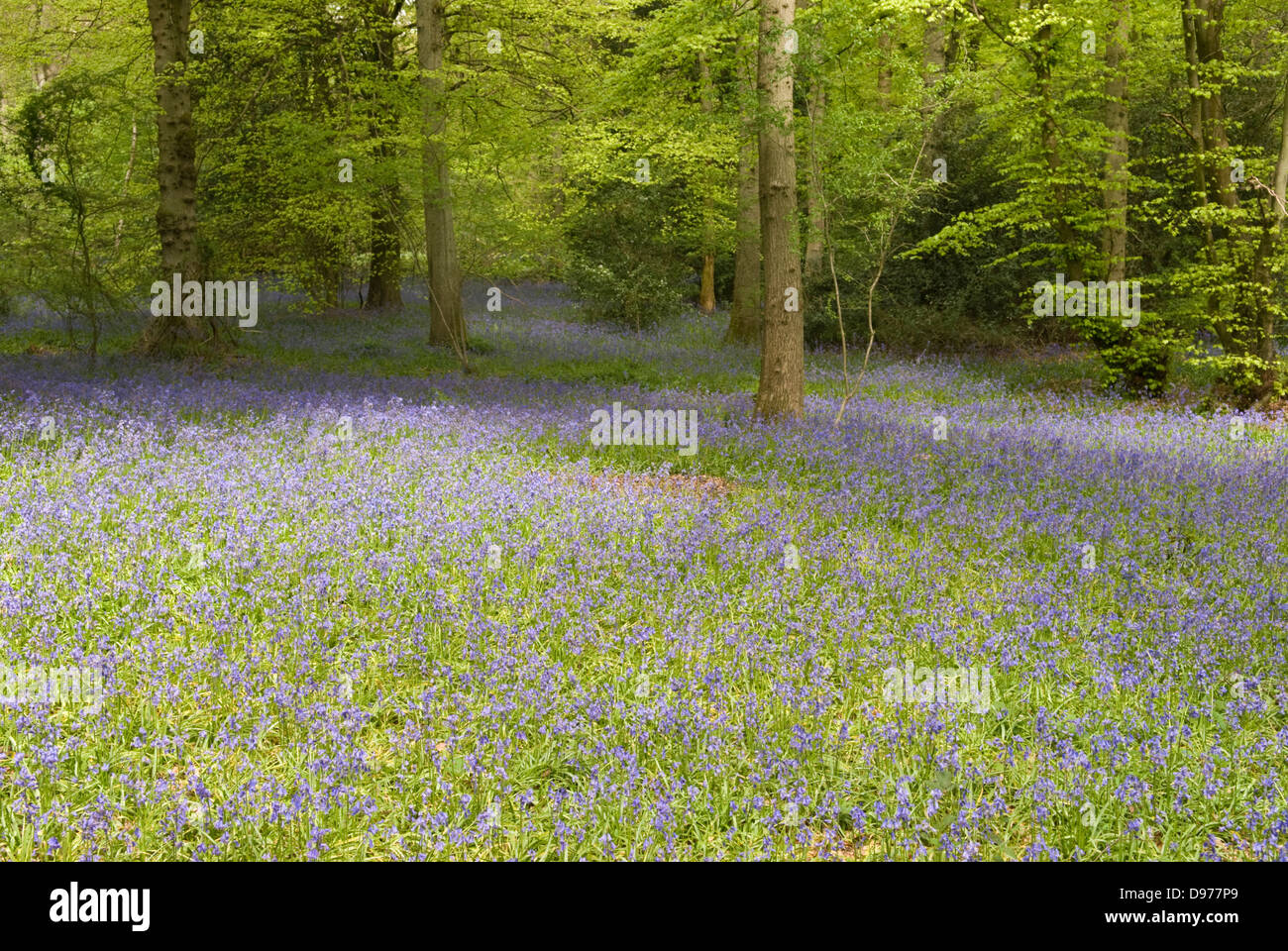 Bluebells, Hyacinthoides non-scripta, growing in mixed woodland in ...