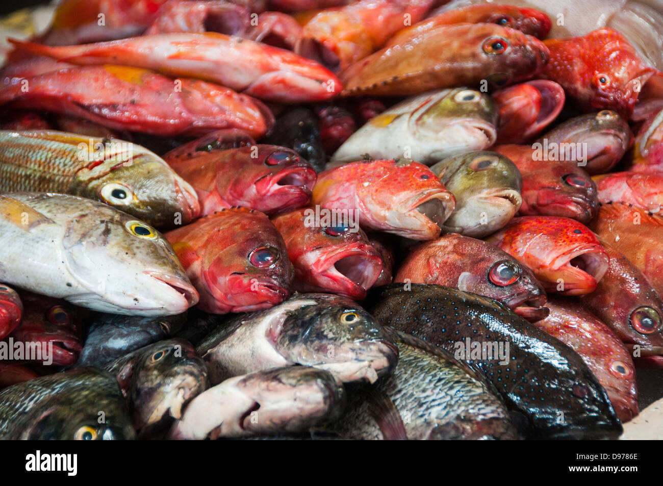 Fish for sale in Bitung market, North Sulawesi, Indonesia Stock