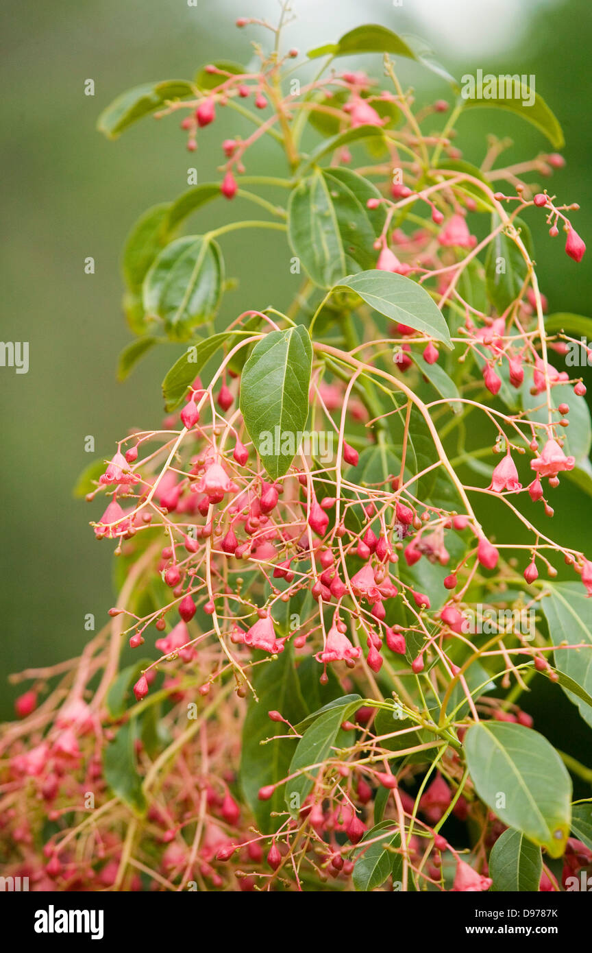 The small pink flowering buds of a native Australian Illawarra Flame tree. Stock Photo