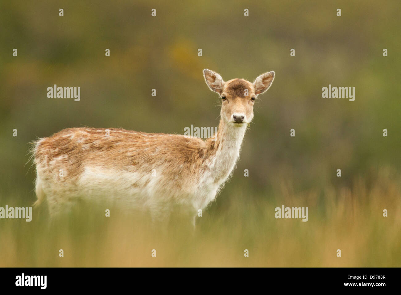 Fallow Deer; Dama dama; Isle of Mull; Scotland Stock Photo