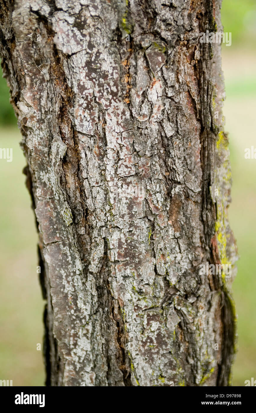 A close up of the bark of the Ruby Lace tree. Stock Photo