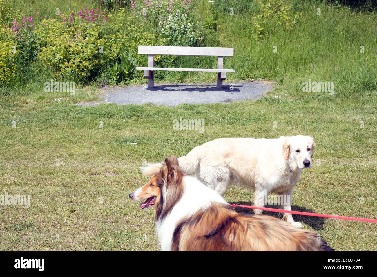A golden labrador retriever looks at a rough collie dog Stock Photo Alamy
