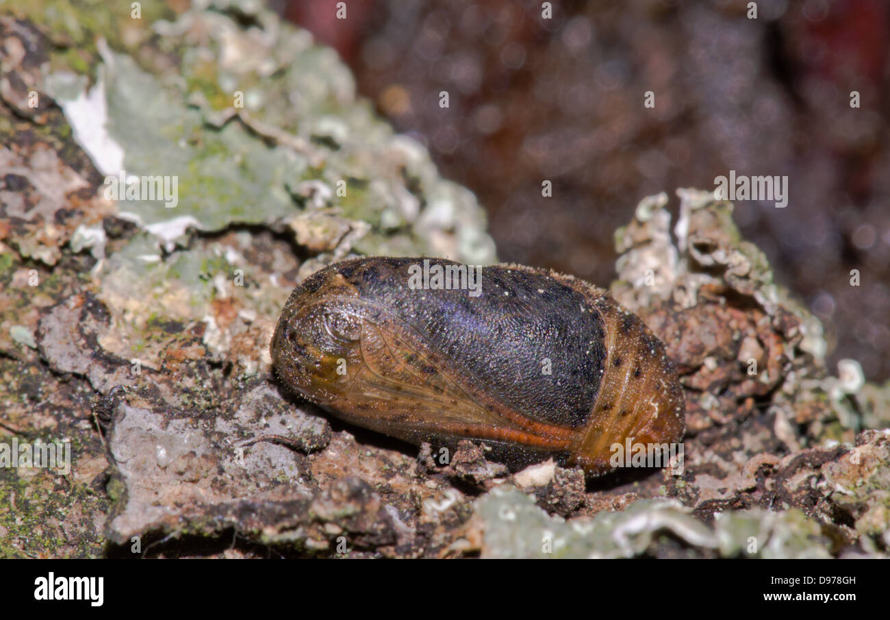 Purple Hairstreak Butterfly (Favonius - formerly Neozephyrus - quercus) female pupa. Sequence 1 of 6 Stock Photo