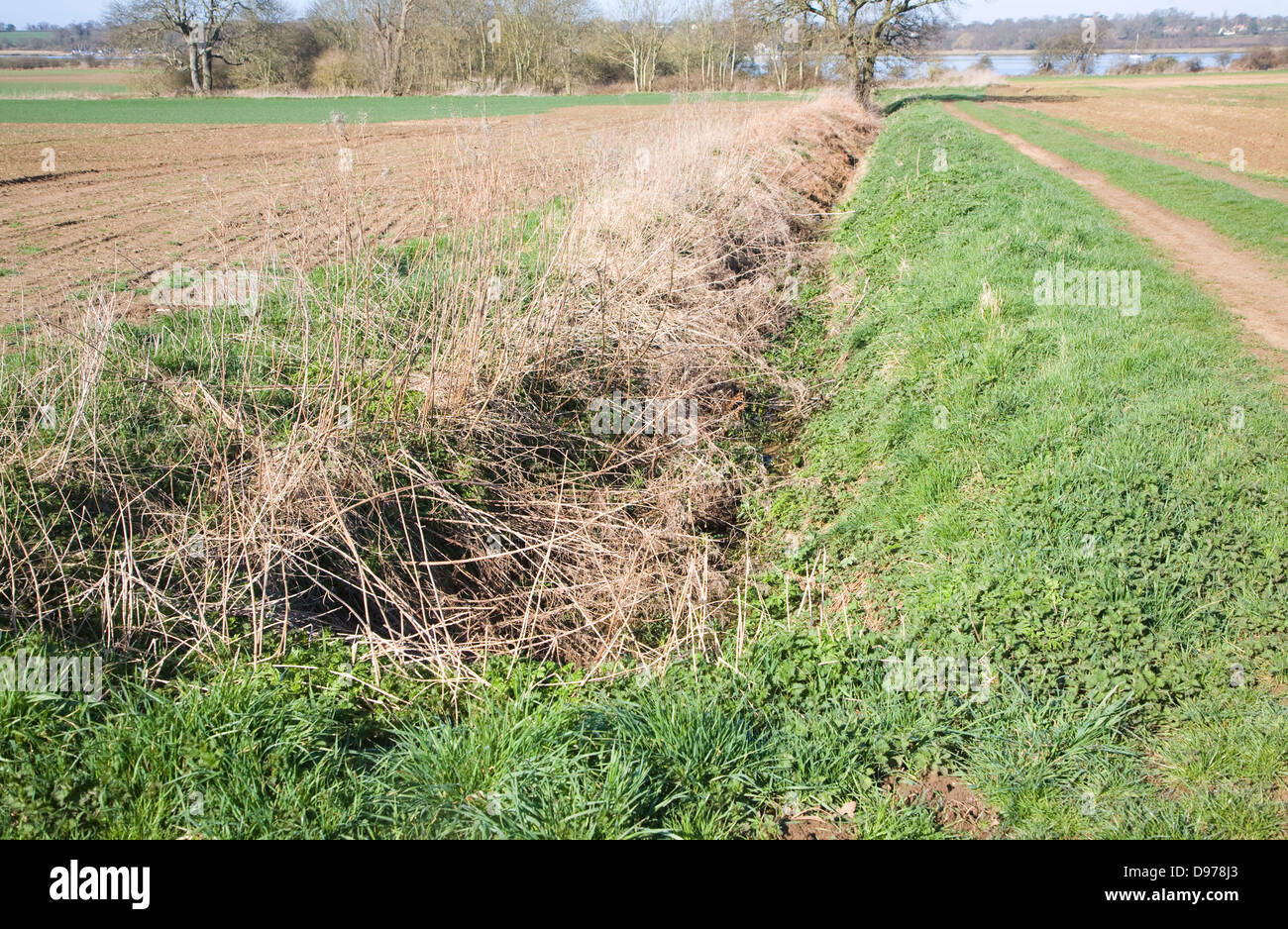 drainage ditch overgrown and clogged by vegetation sutton suffolk drainage ditch