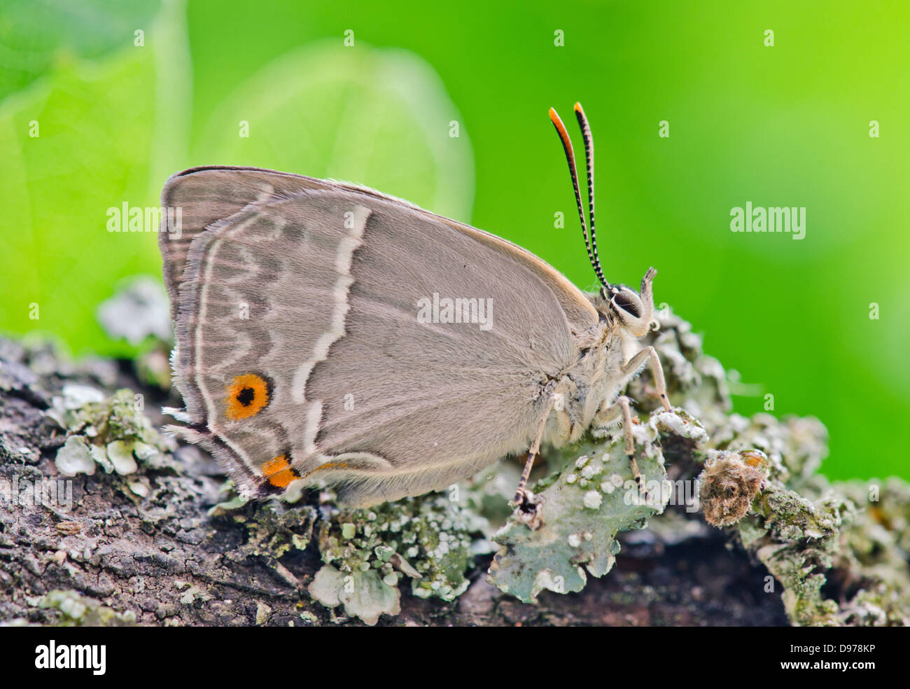 Purple Hairstreak Butterfly (Favonius (formerly Neozephyrus) quercus) female on Oak. Sussex, UK Stock Photo