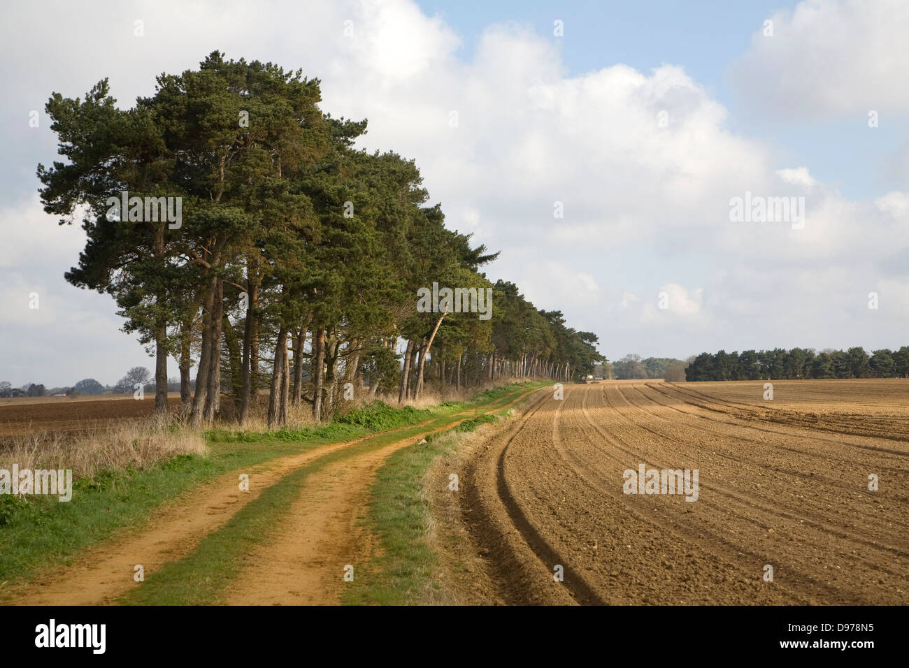 Pine trees and path mark ancient boundary form a windbreak against soil erosion, Shottisham, Suffolk, England Stock Photo
