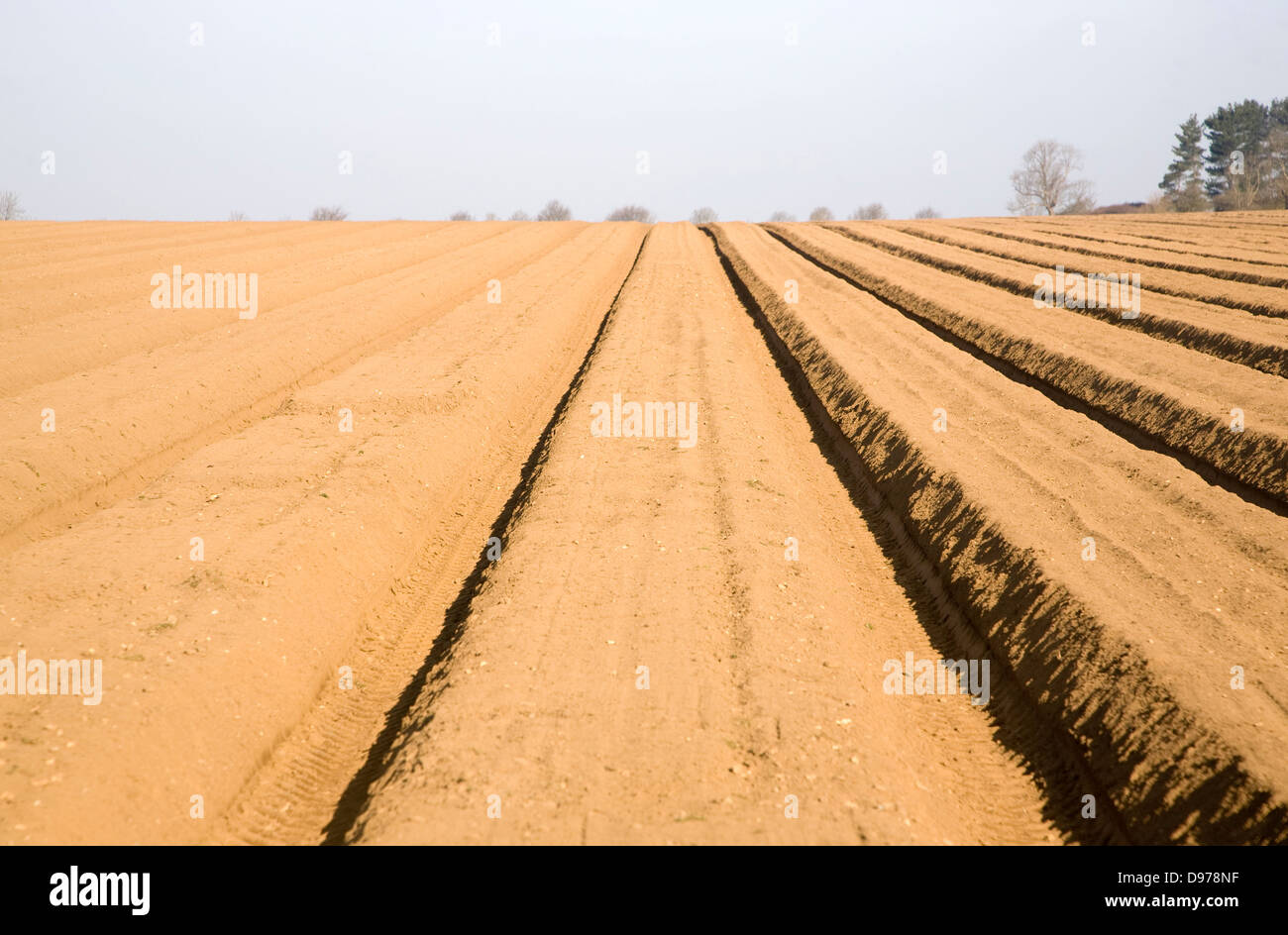 Furrows in hillside soil prepared for planting potato crop, Shottisham, Suffolk, England Stock Photo