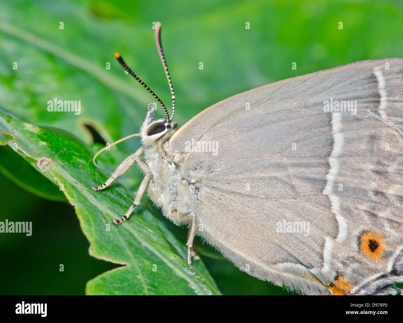Purple Hairstreak Butterfly (Favonius (formerly Neozephyrus) quercus) female feeding close-up Stock Photo
