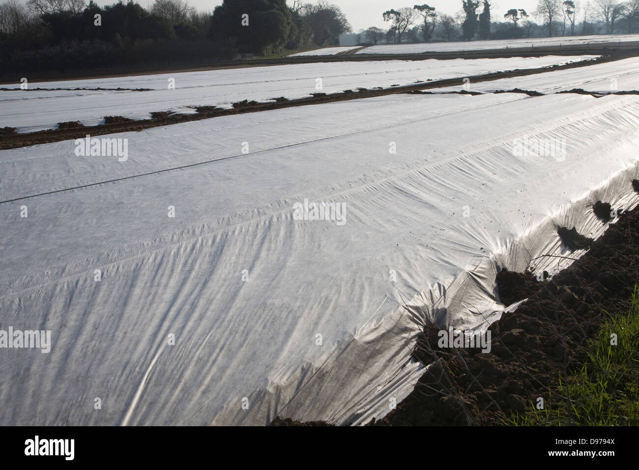 Sheets of fleecing used to protect a potato crop from frost and