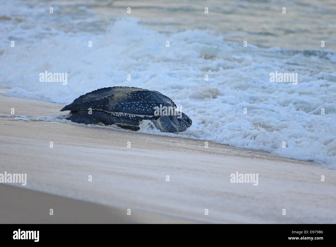 Leatherback sea turtles hi-res stock photography and images - Alamy