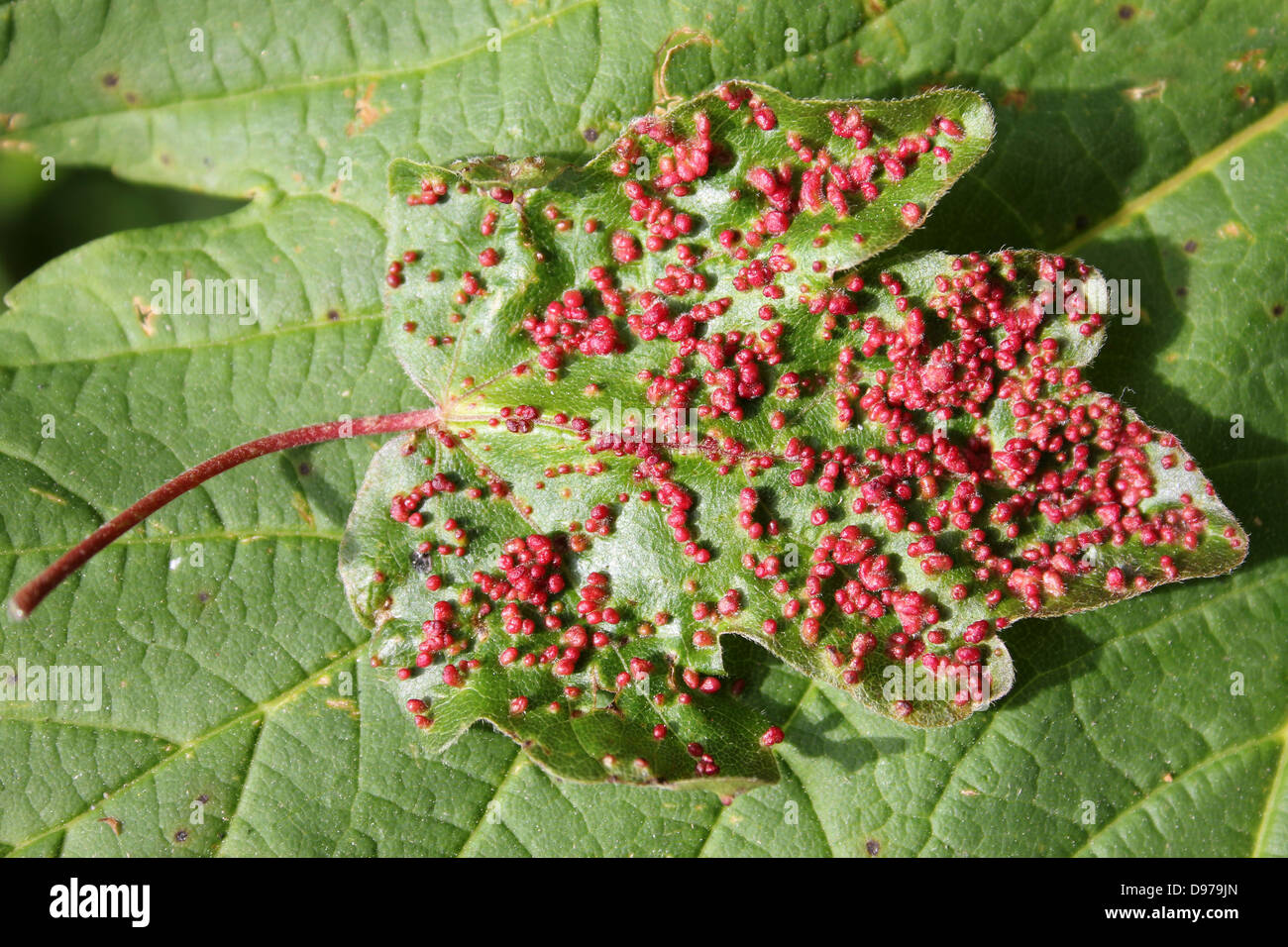 Red Pustule Galls on Field Maple Acer campestre leaves caused by the Gall Mite Aceria myriadeum Stock Photo