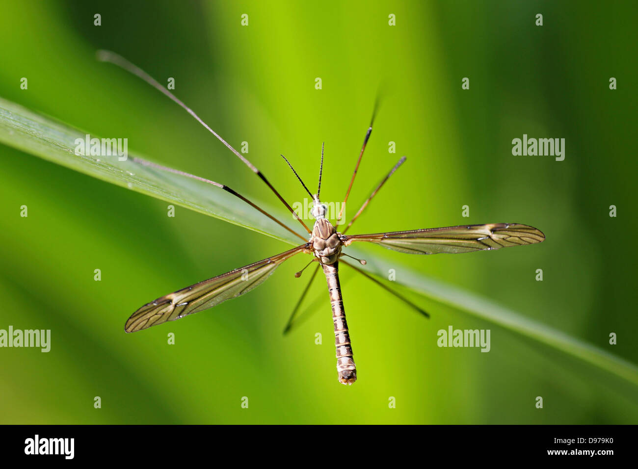 Crane-fly Tipula vernalis Stock Photo