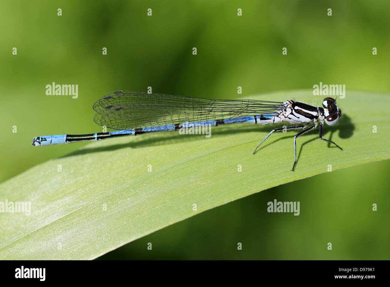 Azure Damselfly Coenagrion puella Stock Photo - Alamy
