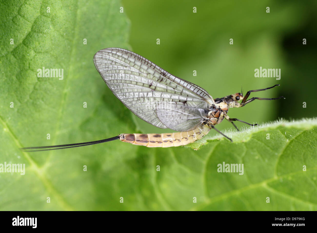 Green Drake Ephemera danica Stock Photo