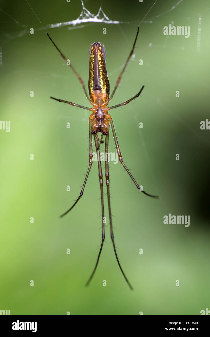 Dark Stretch Spider Tetragnatha nigrita Stock Photo