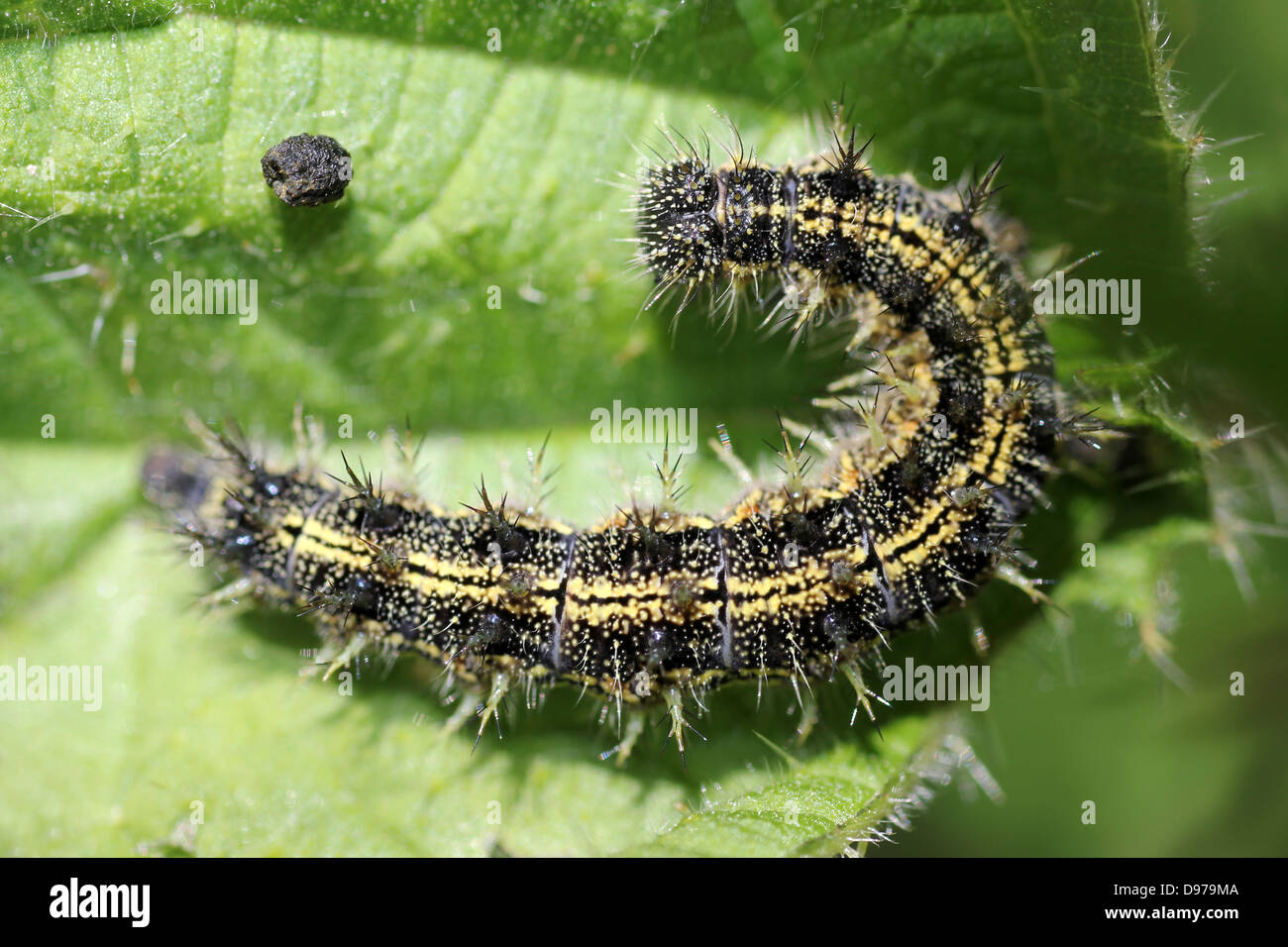 Small Tortoiseshell Aglais urticae caterpillar On Nettle Leaf Stock Photo