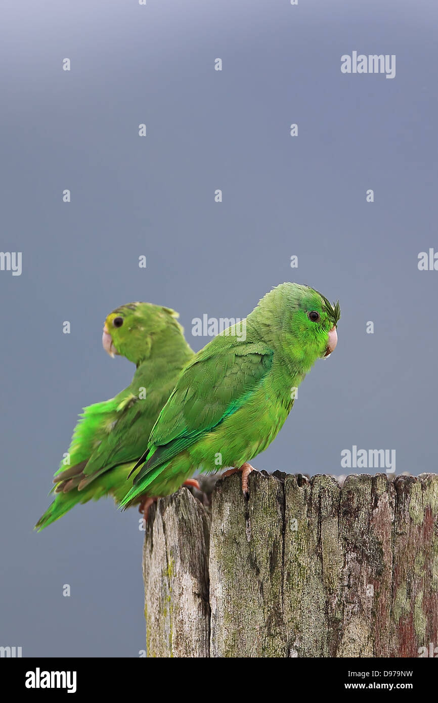 Green-rumped Parrotlet (Forpus passerinus) Stock Photo