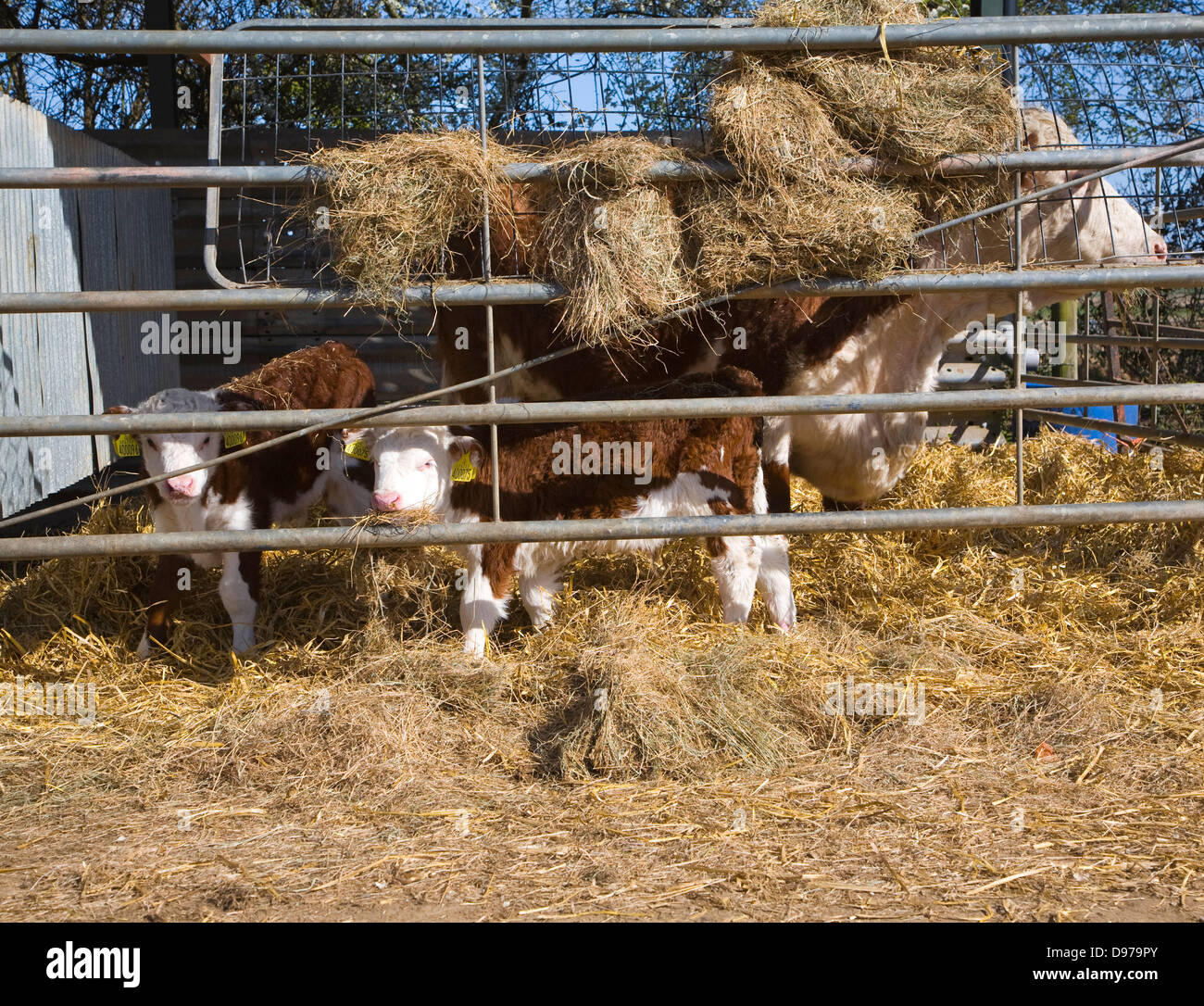 Two newborn calves eating hay in a herd of pure Hereford cattle at