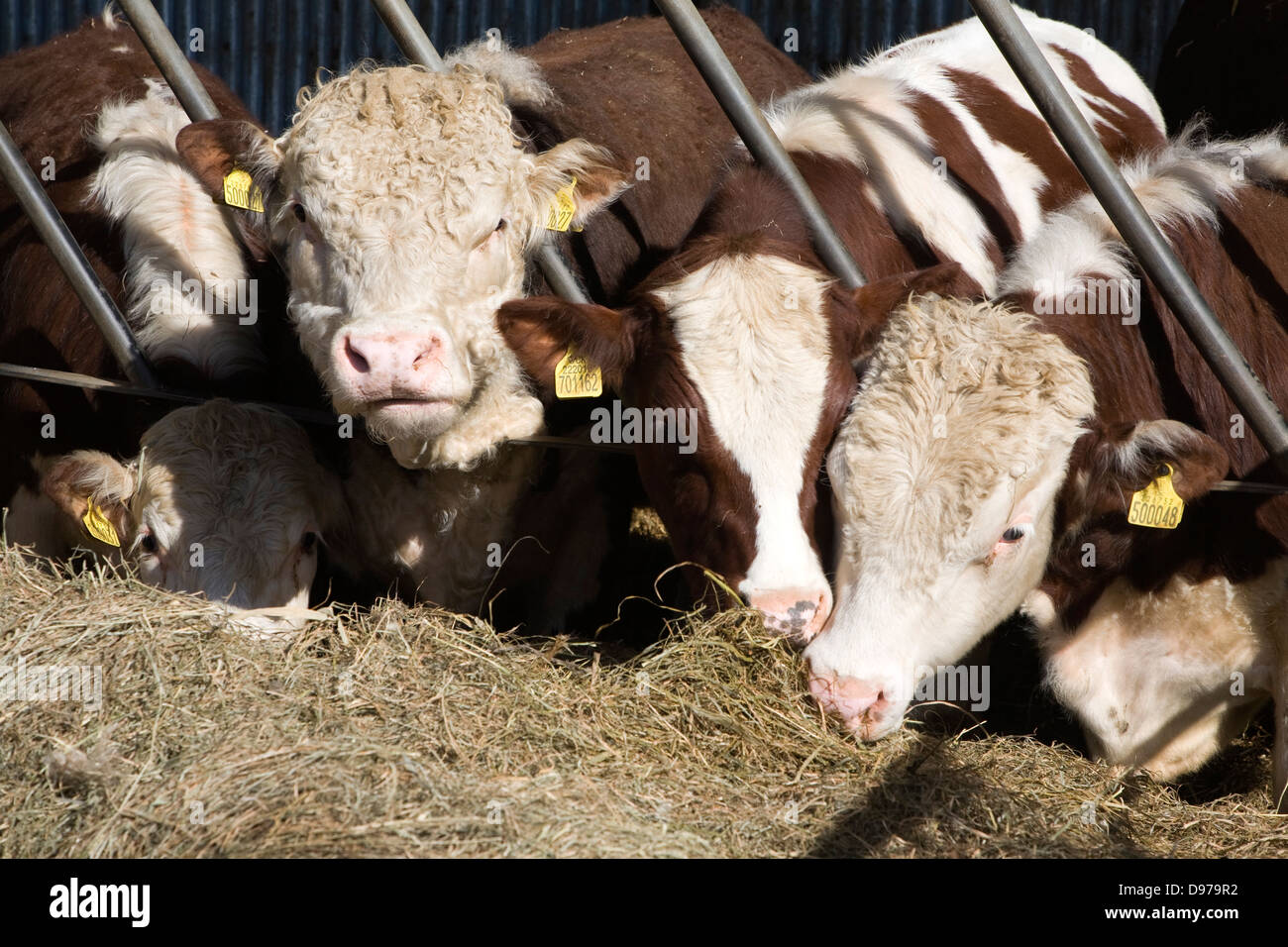 Pedigree Hereford cattle eating hay, Boyton, Suffolk, England Stock Photo