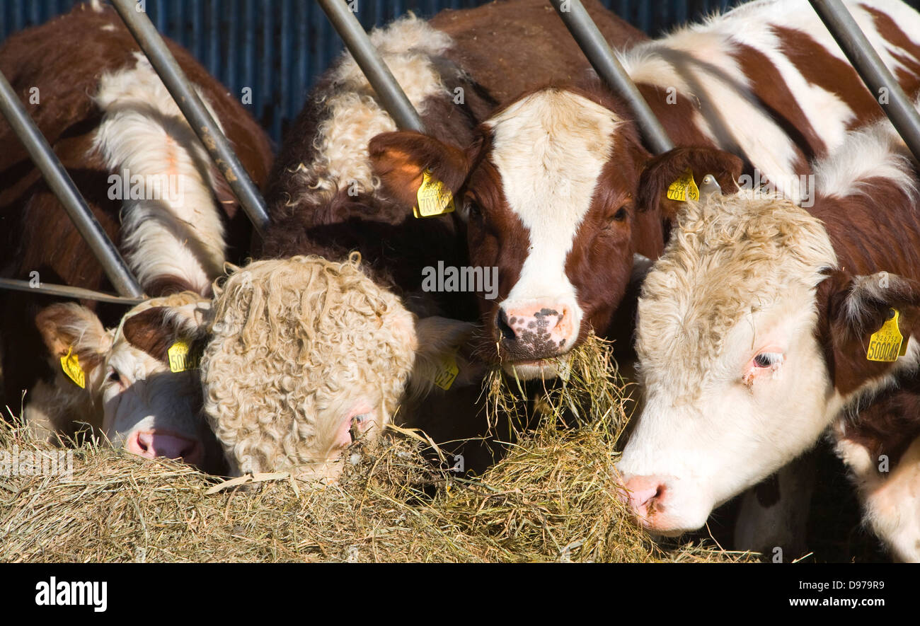 Pedigree Hereford Cattle Eating Hay Boyton Suffolk England Stock Photo Alamy