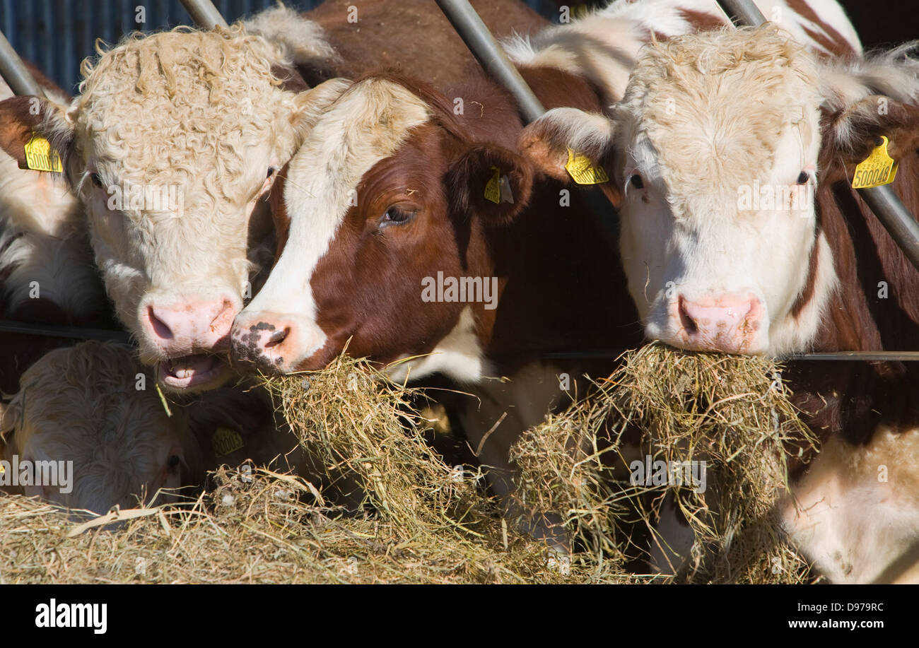 Pedigree Hereford cattle eating hay, Boyton, Suffolk, England Stock Photo