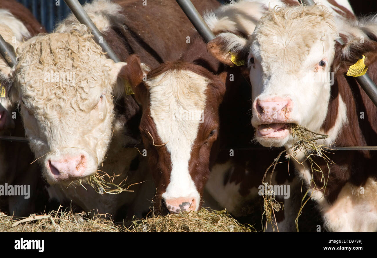 Pedigree Hereford Cattle Eating Hay Boyton Suffolk England Stock Photo Alamy