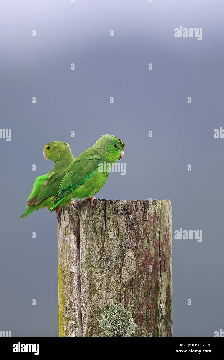 Green-rumped Parrotlet (Forpus passerinus) Stock Photo