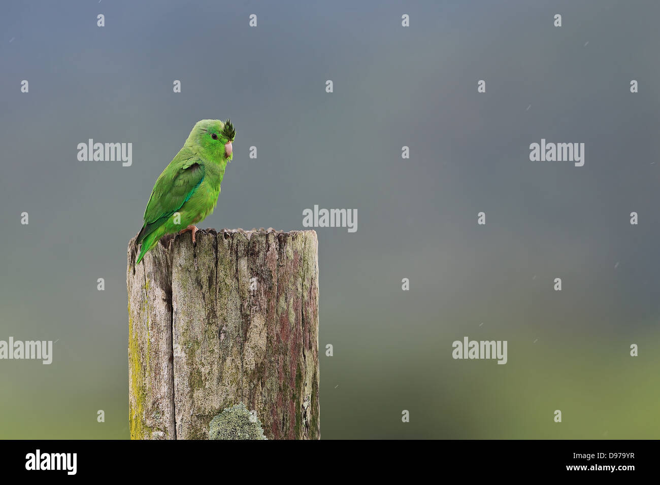 Green-rumped Parrotlet (Forpus passerinus) Stock Photo