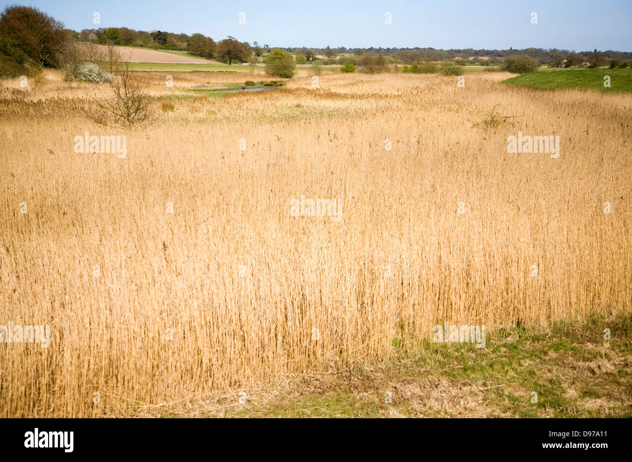 Reeds growing in wetland habitat behind flood defence wall of River Stour at Brantham, Suffolk, England Stock Photo