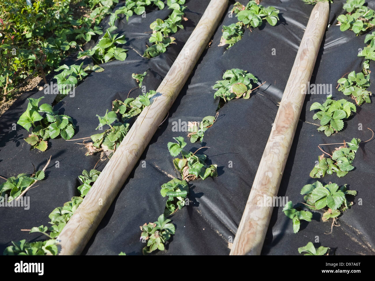 Strawberry Plants Growing Under Black Plastic Sheeting Uk Stock