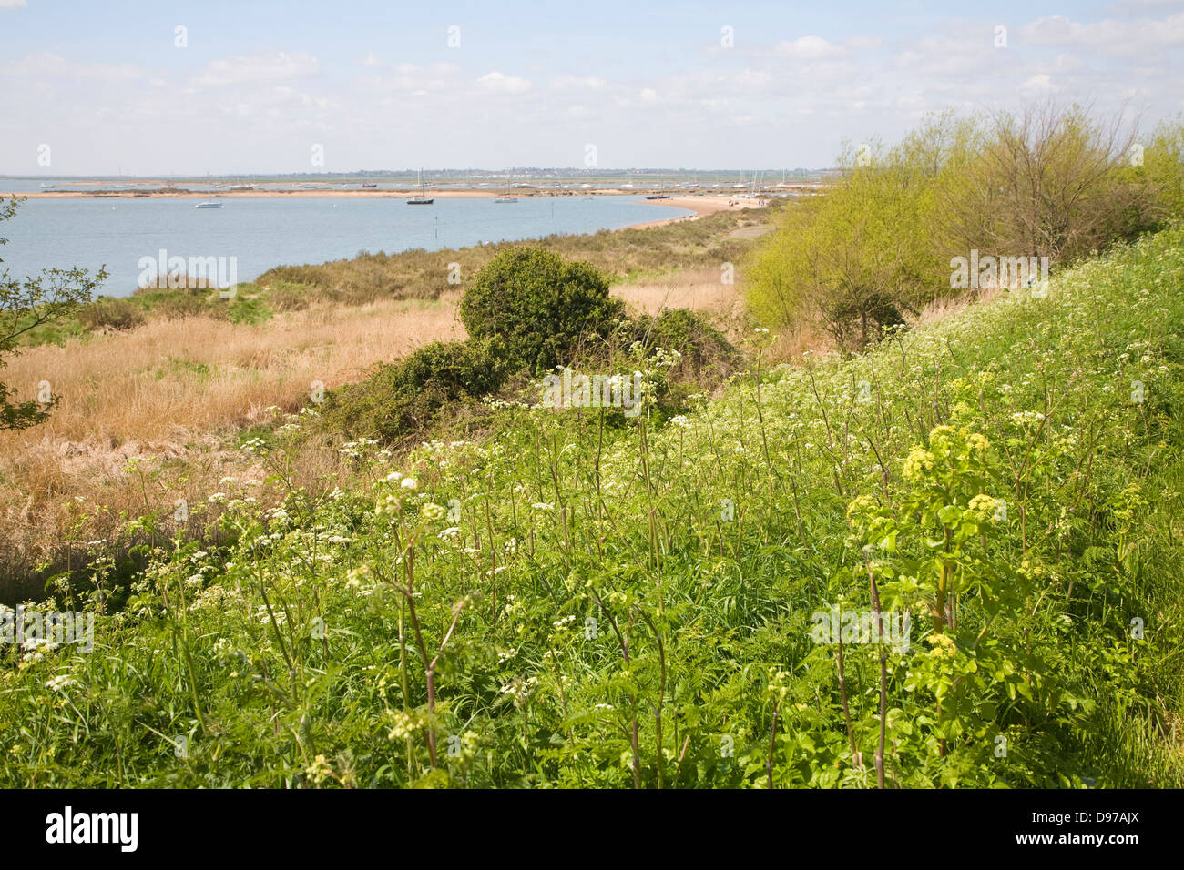 View of Blackwater river estuary, West Mersea, Mersea Island, Essex, England Stock Photo