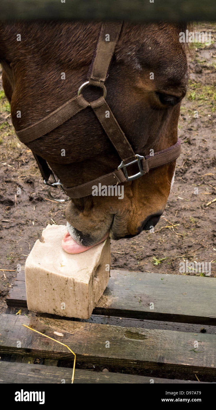 Horse licking a salt lick Stock Photo