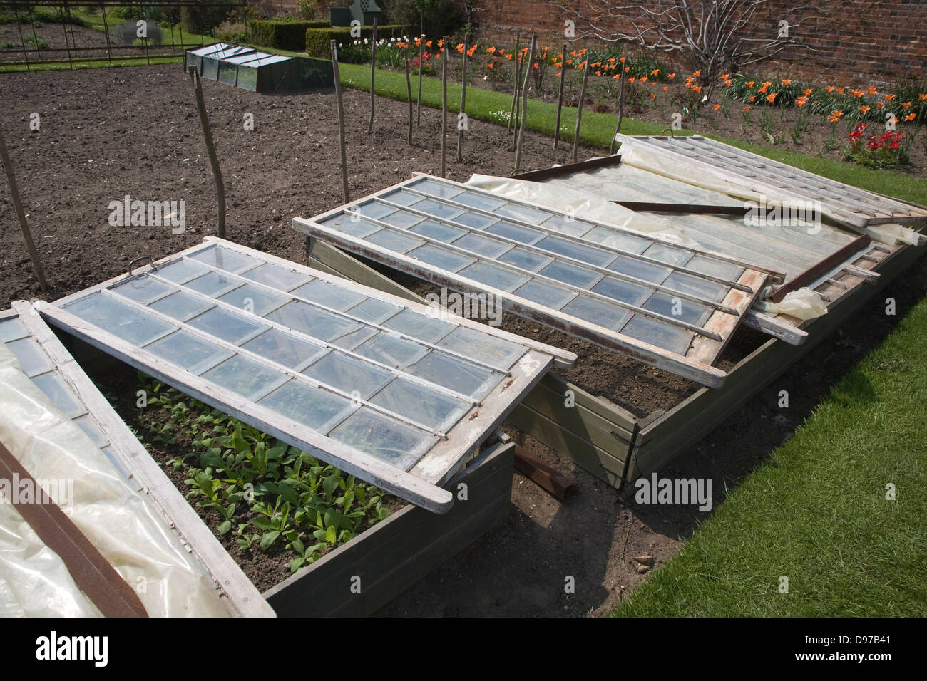 Plants being grown in glass cold frame Stock Photo