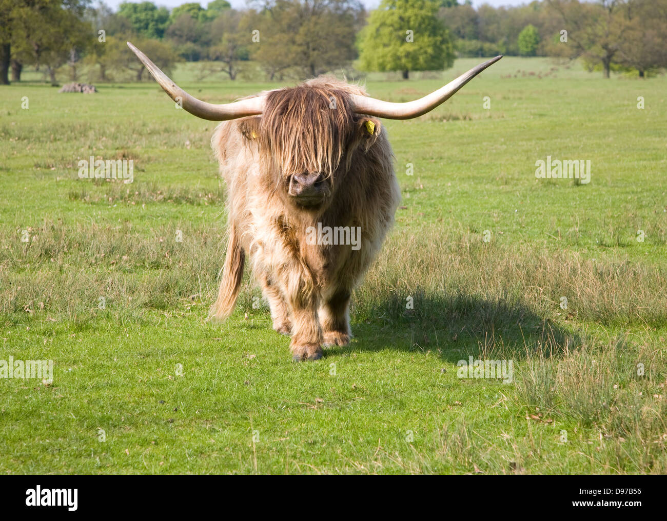Longhorn Highland cattle at Helmingham Hall, Suffolk, England Stock Photo