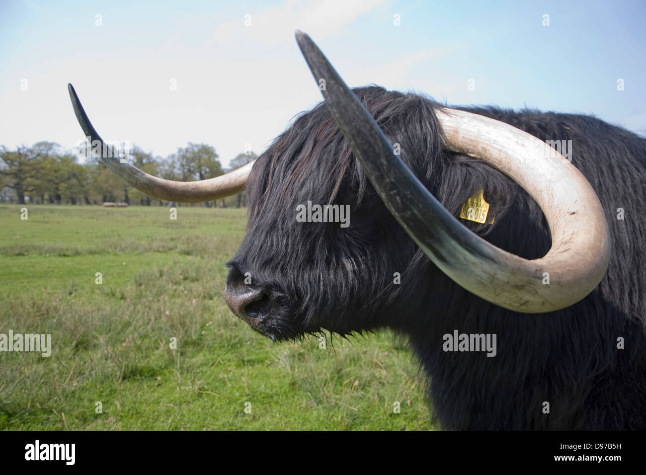 English longhorn hi-res stock photography and images - Alamy