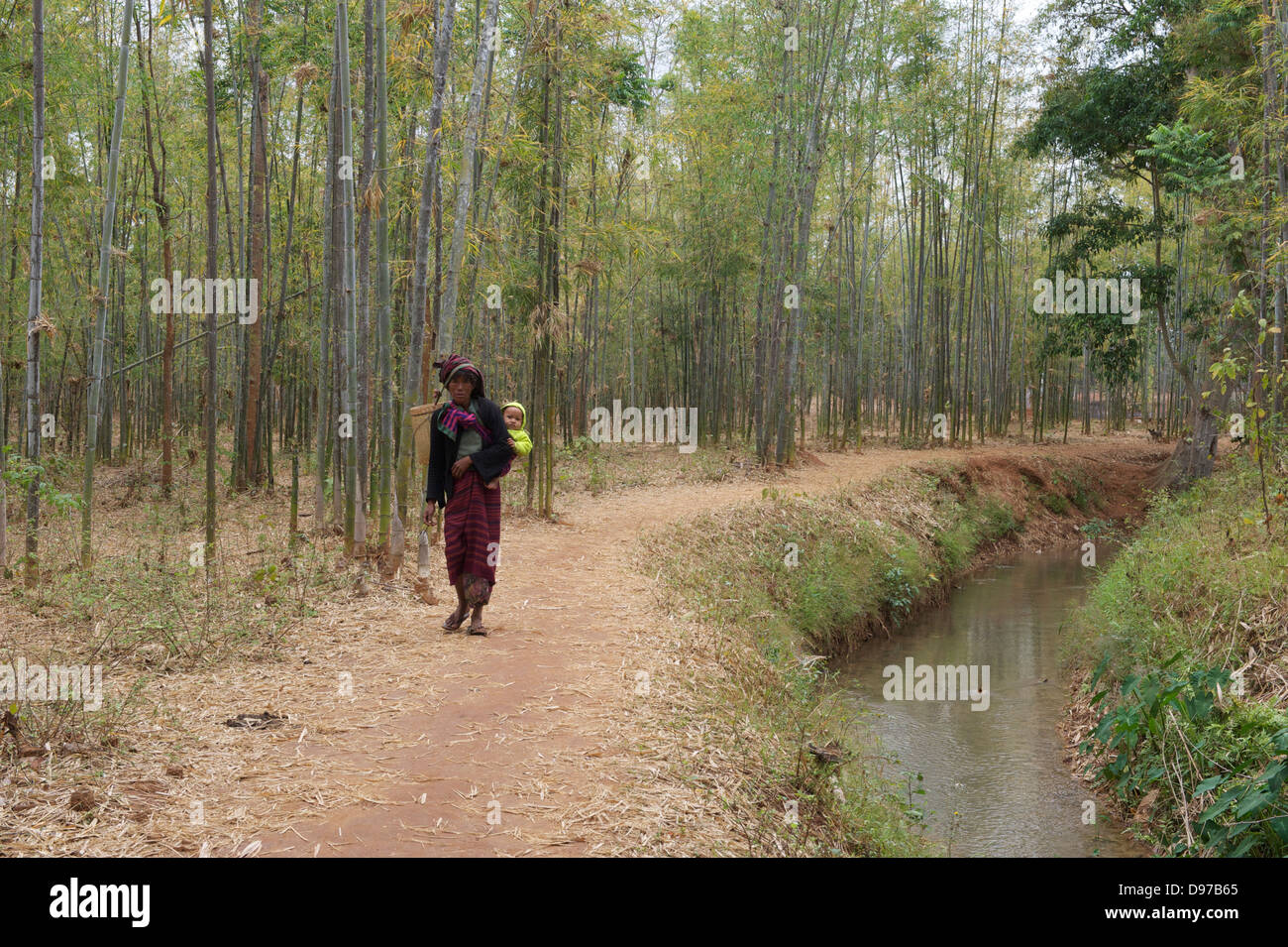 walk through bamboo forest Stock Photo Alamy