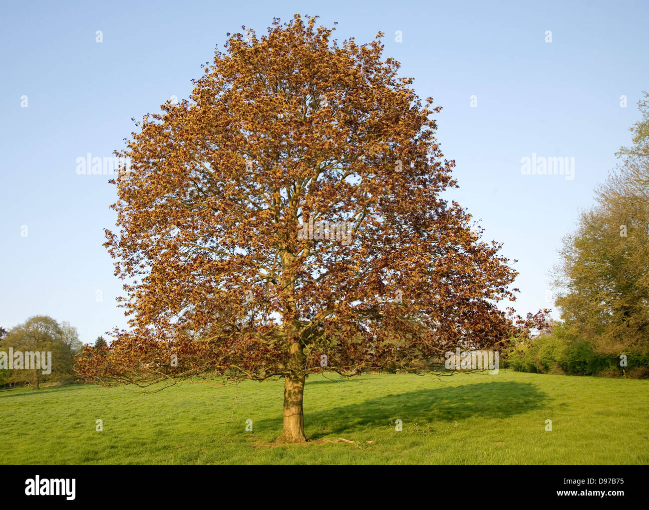 Norway Maple Tree Acer Platanoides In Spring Blossom And Leaf Suffolk England Stock Photo Alamy