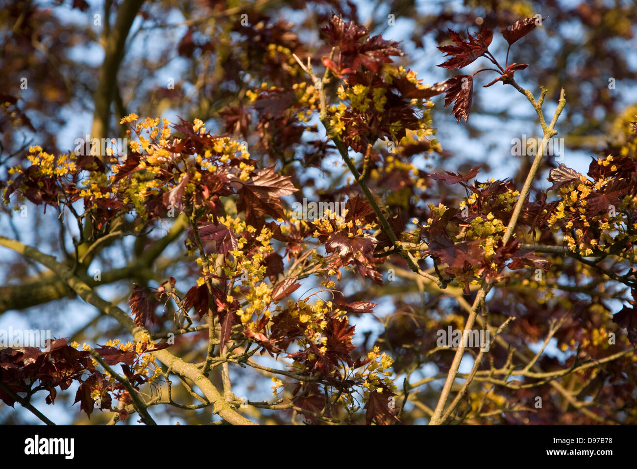 Close Up Of Norway Maple Tree Acer Platanoides In Spring Blossom And Leaf Suffolk England Stock Photo Alamy