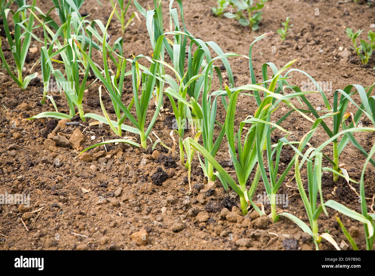 Garlic growing garden hires stock photography and images Alamy