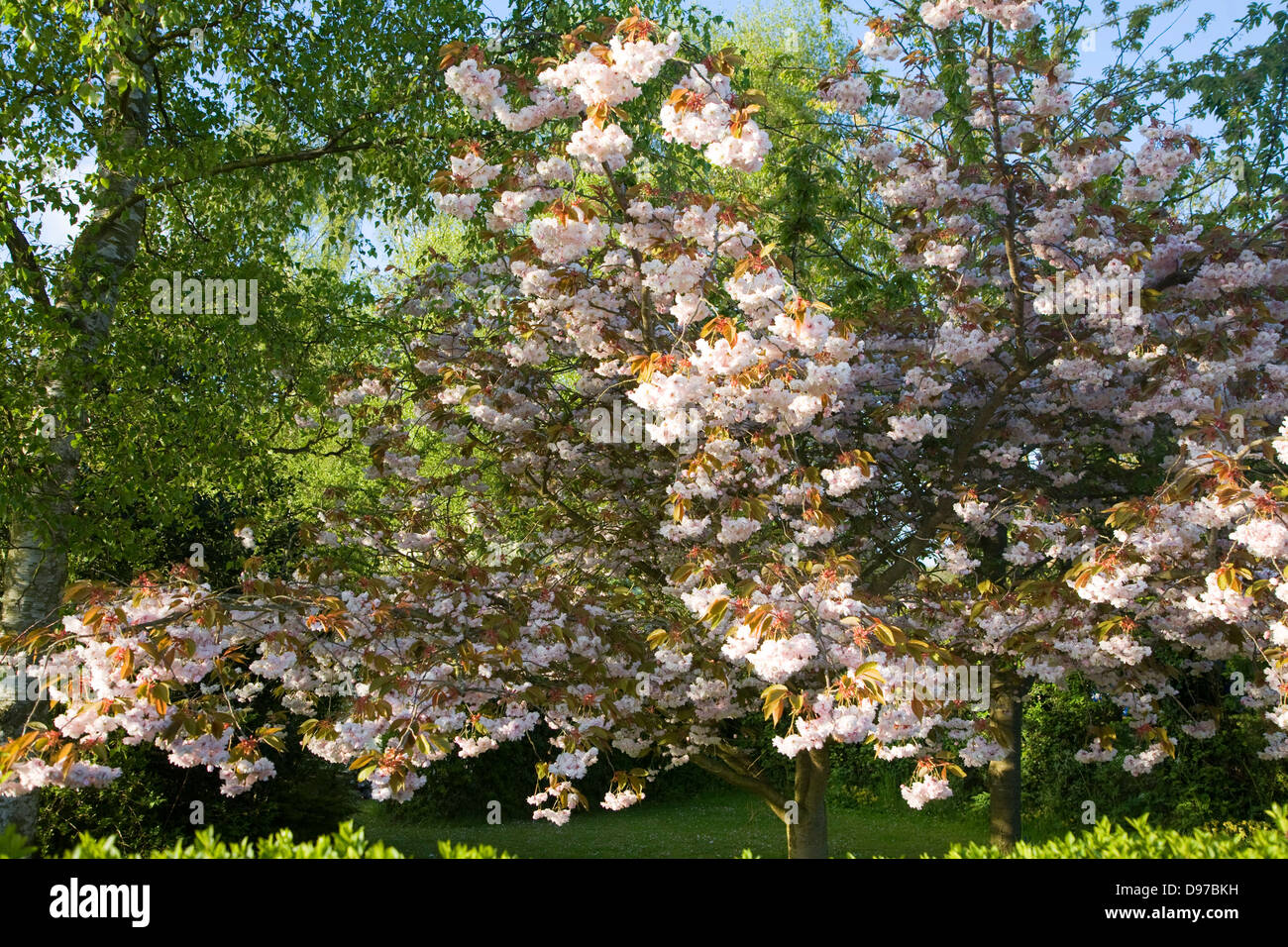 Pink cherry blossom flowers on tree, UK Stock Photo