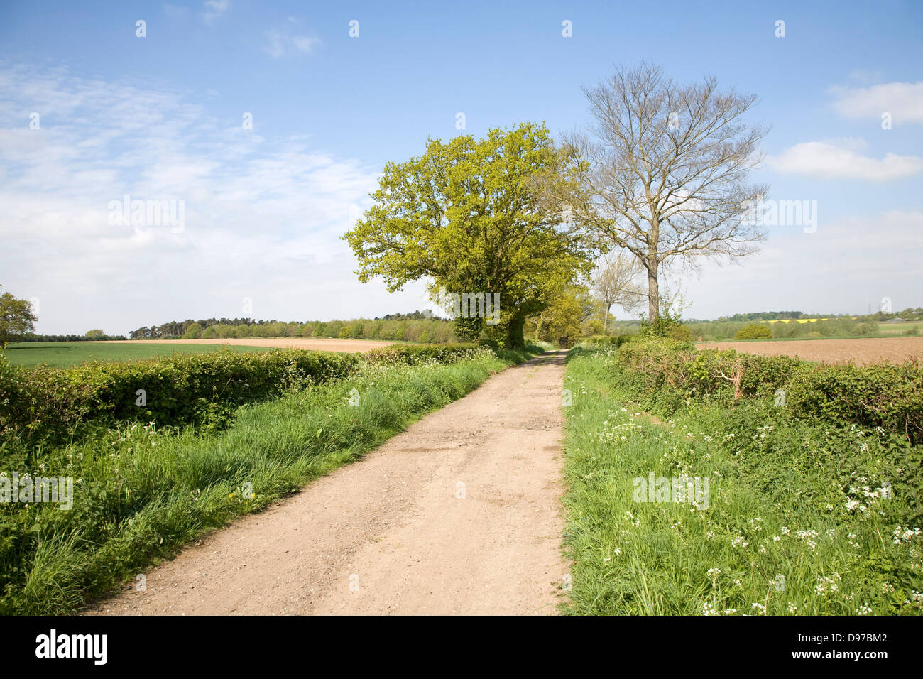 Spring seasonal landscape of quiet country lane and trees, Rendlesham, Suffolk, England Stock Photo
