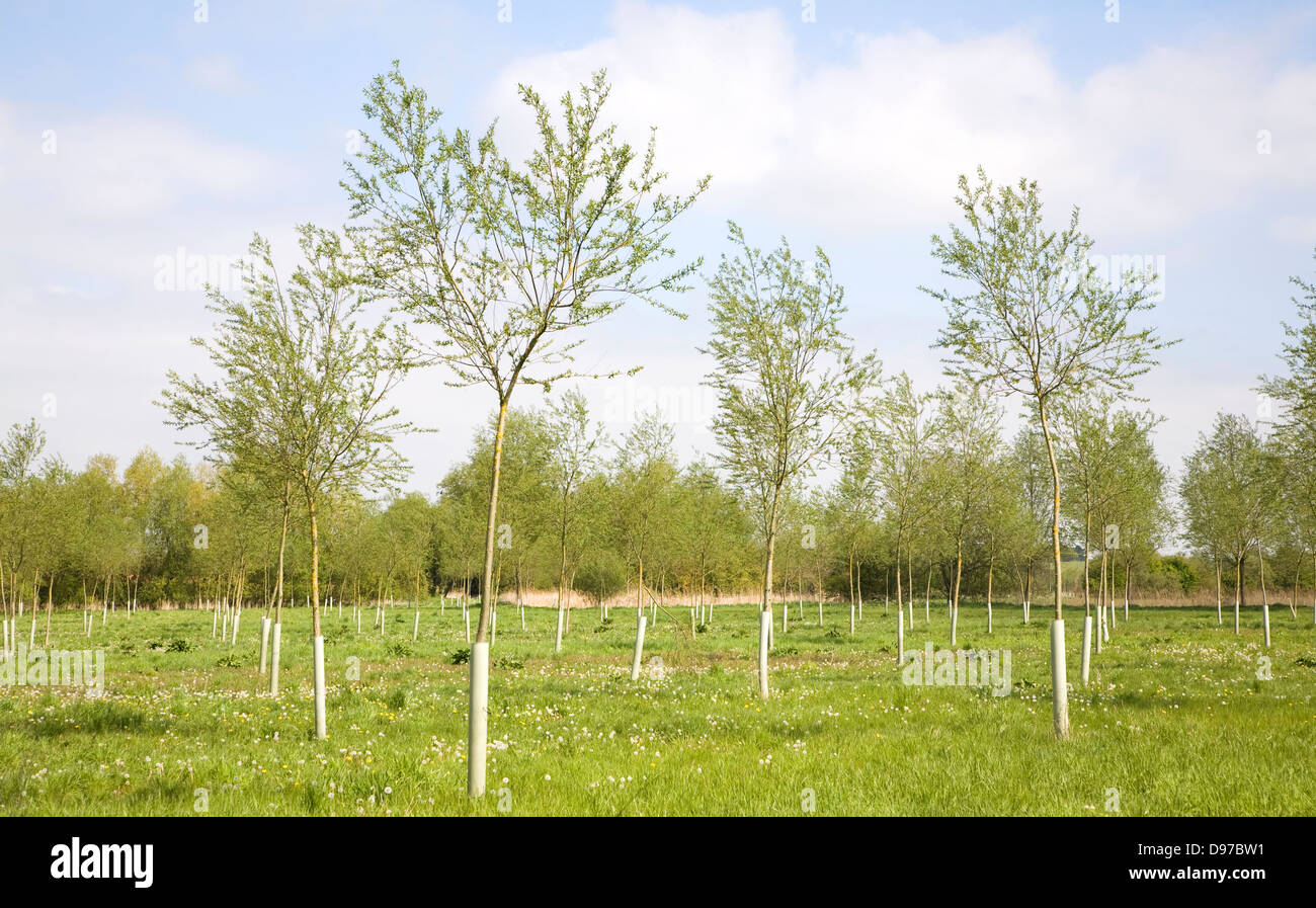 Young plantation of cricket bat willow trees, Salix Alba Caerulea, on