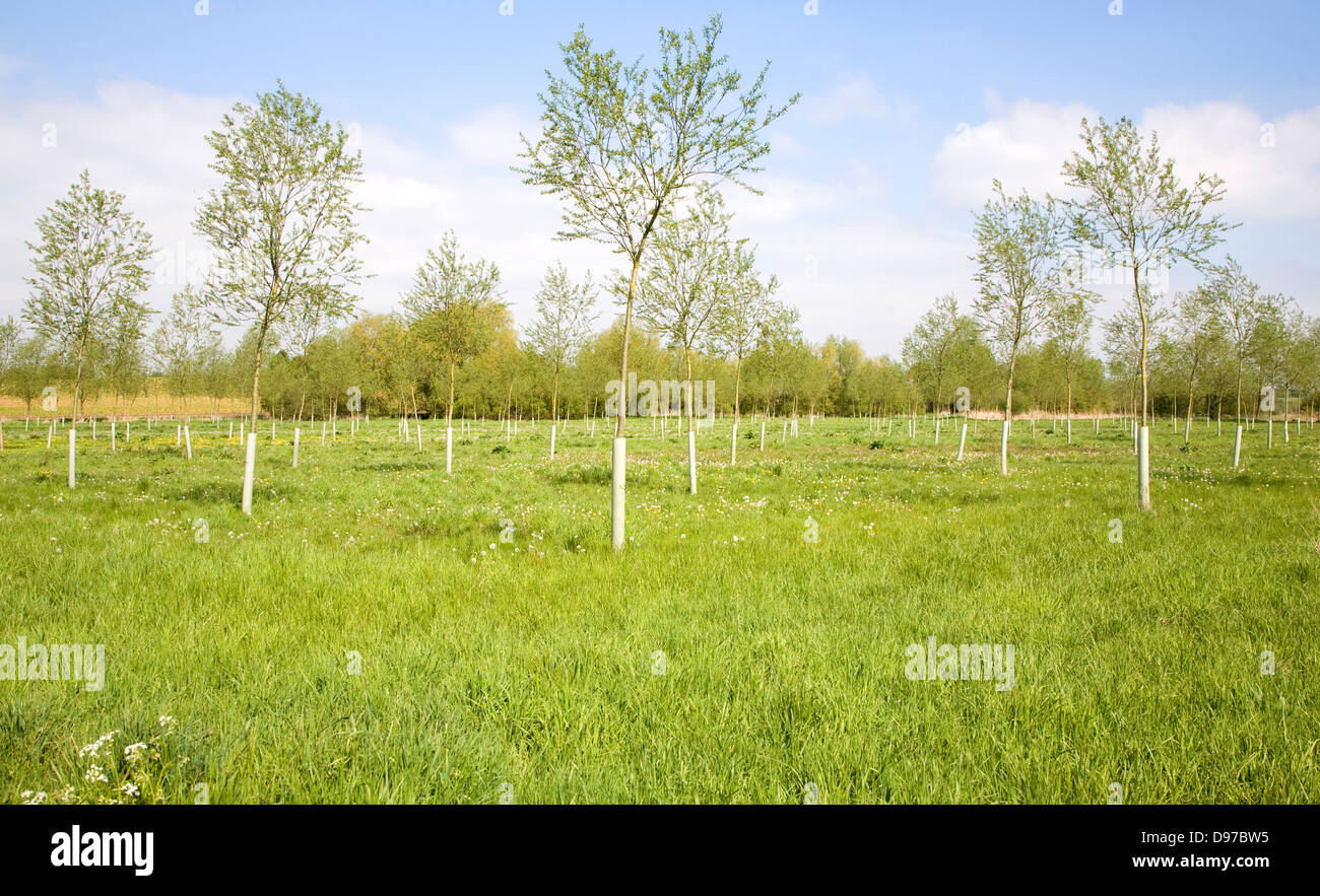 Young plantation of cricket bat willow trees, Salix Alba Caerulea, on River Deben floodplain