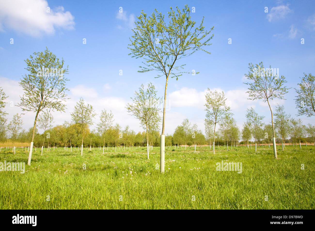 Young plantation of cricket bat willow trees, Salix Alba Caerulea, on