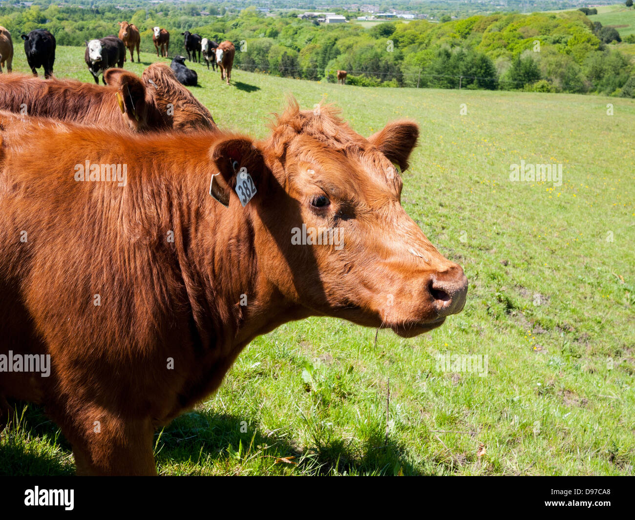 Beef Cattle in field, England, UK. Stock Photo
